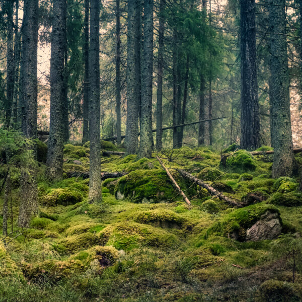 Old primeval forest with nice lights and shadows