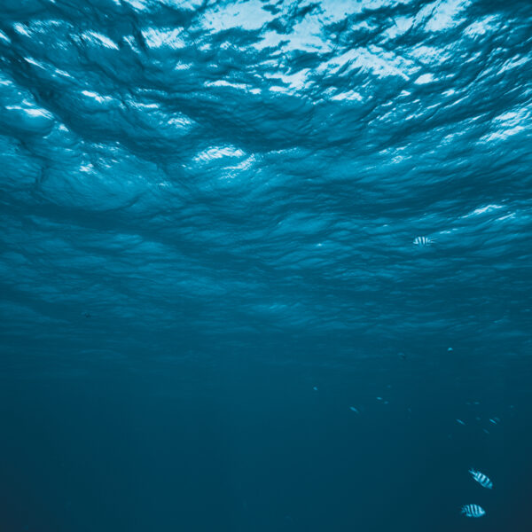 horizontal shot of underwater sea life, fishes swimming.