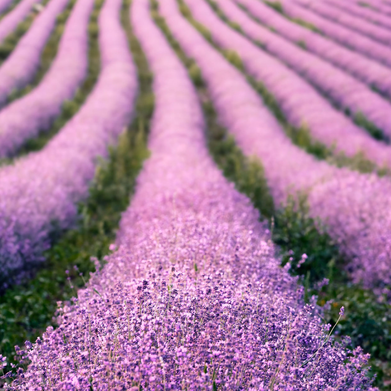 Lavanda